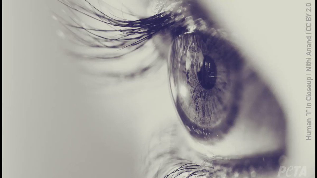 RT @peta: Did your eyelash extensions come from them? https://t.co/yxGLQ7eglW