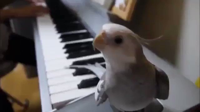 となりのトトロをピアノに合わせて歌うオカメインコ. となりのトトロをピアノに合わせて歌うオカメインコ.