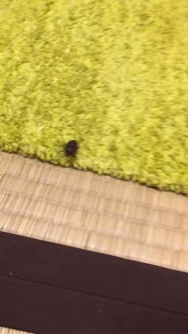 朝の控え室はカナブン?がお出迎え😭ずっとついてくるから、マネージャーさんと四苦八苦💦💦蟲師になるには、まだまだのようだな 朝の控え室はカナブン?がお出迎え😭ずっとついてくるから、マネージャーさんと四苦八苦💦💦蟲師になるには、まだまだのようだな