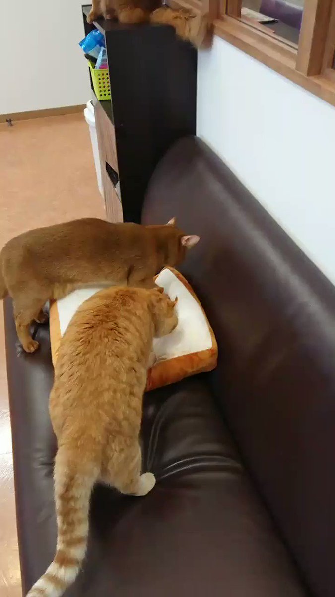 ハヤテとメイちゃんのフミフミああ、食パンクッションになりたい・・・ ハヤテとメイちゃんのフミフミああ、食パンクッションになりたい・・・