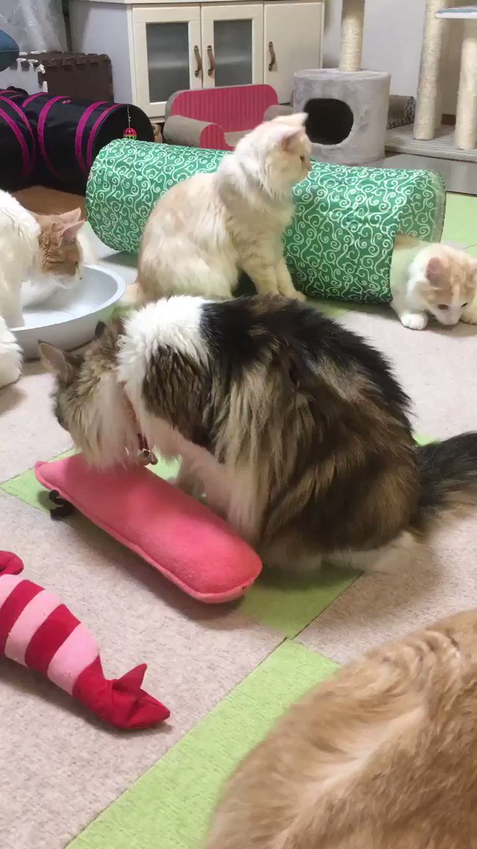 おはようございますにゃ♪ひなたのトトロ化現象が止まらない🐈寝る時どすーん〜起きる時くるっ🌀RTリプ等午後からゆっくり伺い おはようございますにゃ♪ひなたのトトロ化現象が止まらない🐈寝る時どすーん〜起きる時くるっ🌀RTリプ等午後からゆっくり伺い