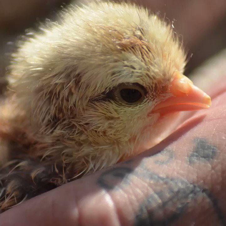 RT @peta: This is where your eggs come from. https://t.co/iN0GnQNnop