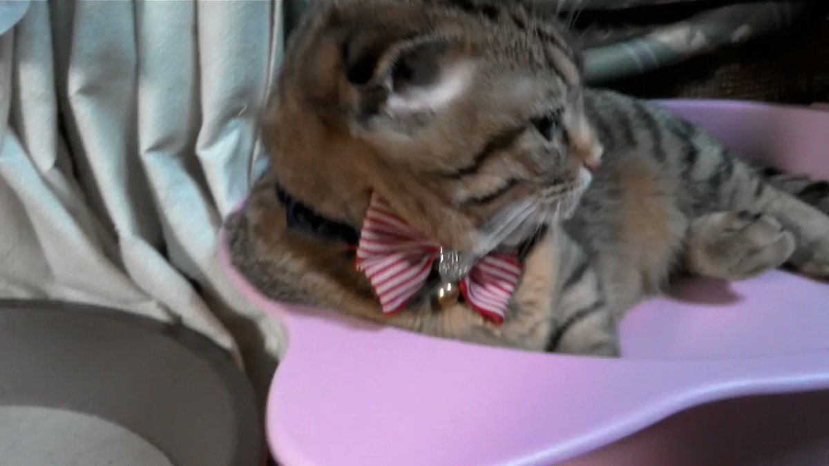 我が家の猫は今日も、それなりに元気です❣今朝、妹の猫が死んだと、連絡が来ました。12歳の女の子、メインクーンです。腎臓病 我が家の猫は今日も、それなりに元気です❣今朝、妹の猫が死んだと、連絡が来ました。12歳の女の子、メインクーンです。腎臓病