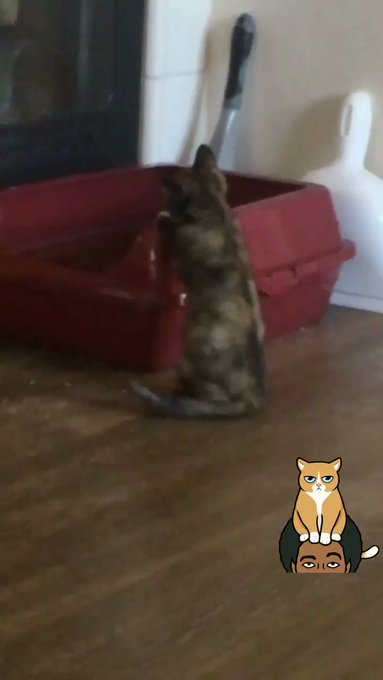 Riley chasing her own tail because she’s a strong independent cat who doesn’t need no toys. #potatoquality https://t.co/GLFftnfqIX