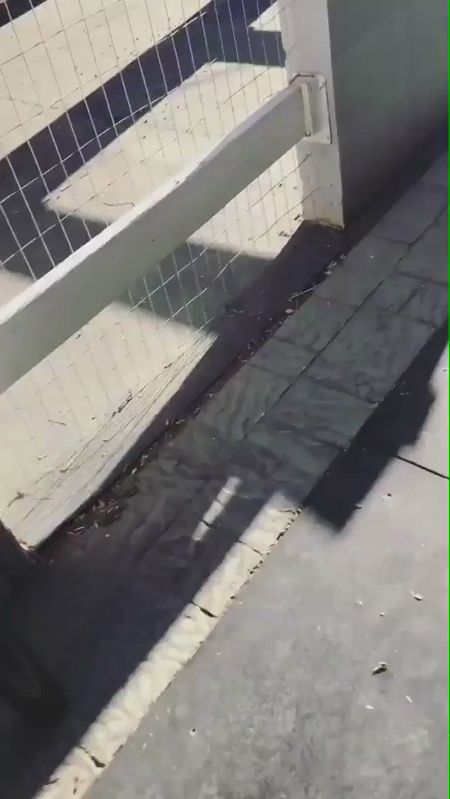 The perfect way to start the day ???? #happygoat #pierre #animals #love https://t.co/biQzqXRiEP