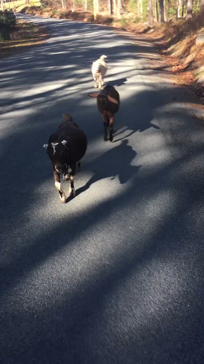 Went for a run today upstate and ran into these ladies.... https://t.co/wNug6EigGy