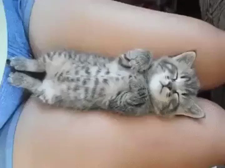RT @AnimalsGalore: Mlem mlem, waggle waggle https://t.co/0KjH8YwsVv