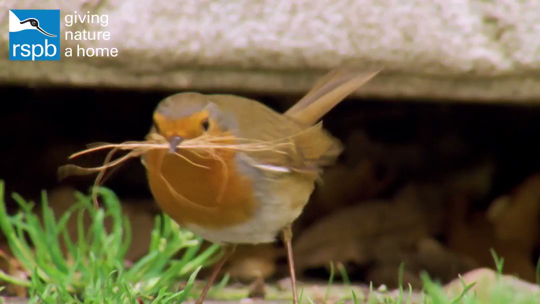 RT @Natures_Voice: Happy #NationalBirdDay to all of our friends, fans and followers! How will you be celebrating? https://t.co/9fUqd8oDGB