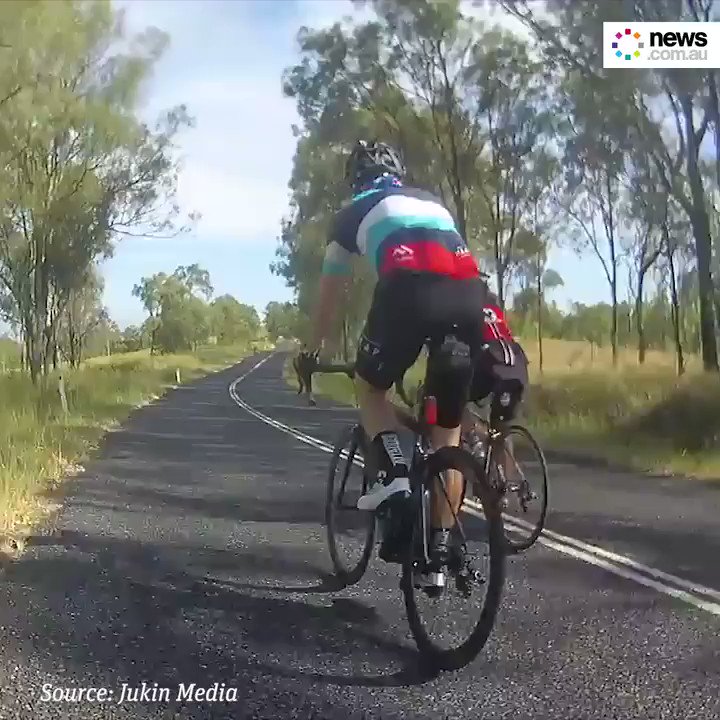 RT @newscomauHQ: Is there anything more Straya than this? A cyclist was knocked out by a kangaroo on Australia Day. https://t.co/OBylxCLPn8