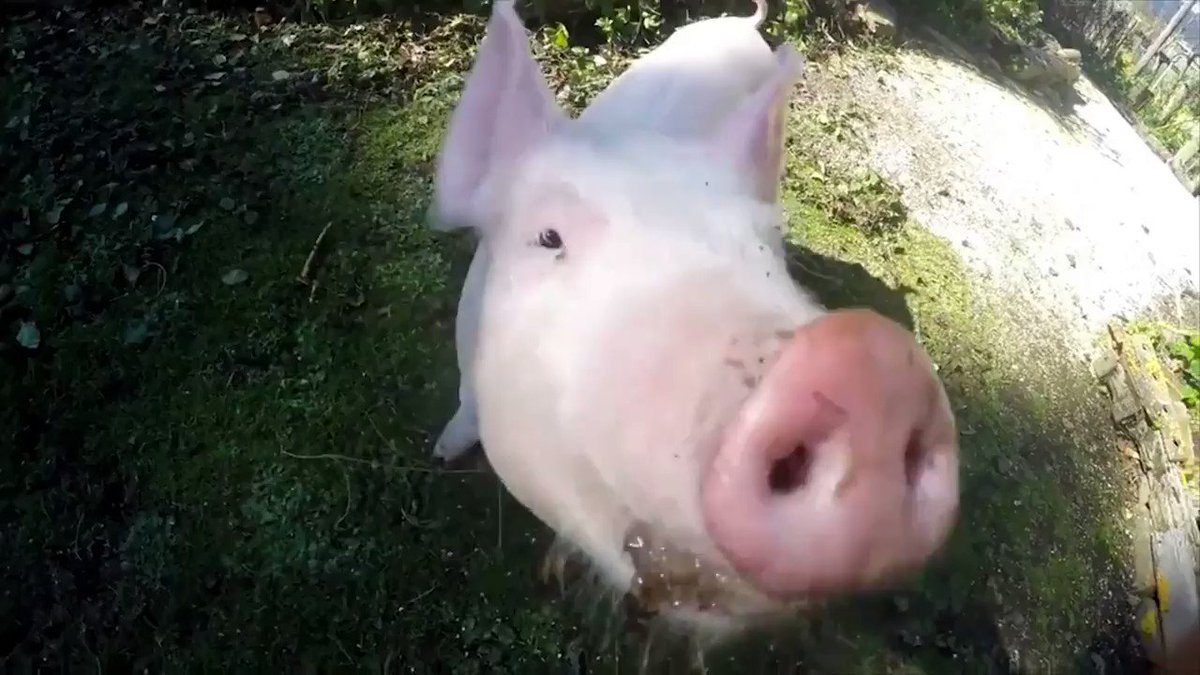 RT @MercyForAnimals: This little pig was rescued from a factory farm, and now she's living life to the fullest! ???????? https://t.co/A8NcD5K2iQ