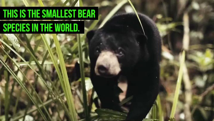 RT @CenterForBioDiv: Meet the sun bear which happens to be the world’s smallest bear species ???????????? https://t.co/Dp9mFf74AT