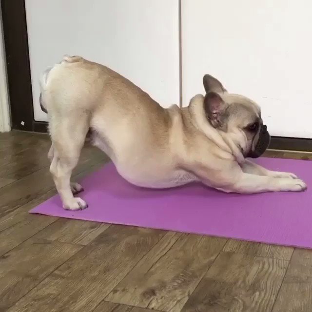 Pretty sure this dog can do #yoga better than I can… ???????????? #griffinfrenchie #doga https://t.co/BCxXQp01Q1