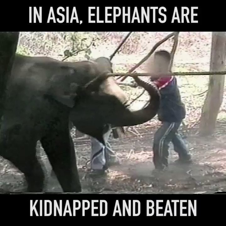 RT @peta: ???? Don't be that tourist who rides elephants ???? https://t.co/8ffZsuFxWI