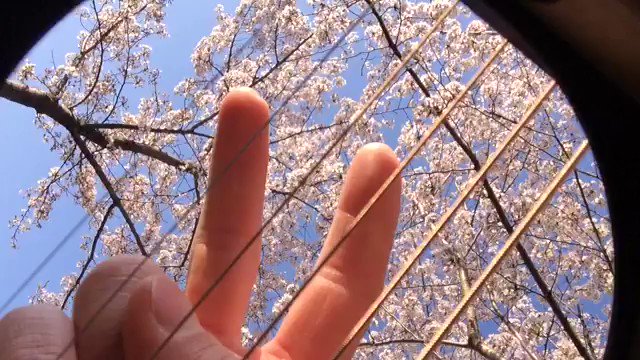 ギターの中からお花見。桜っぽい雰囲気を出したかったんだけど、なんかカッコいい系のアルペジオになっちゃった… ギターの中からお花見。桜っぽい雰囲気を出したかったんだけど、なんかカッコいい系のアルペジオになっちゃった…