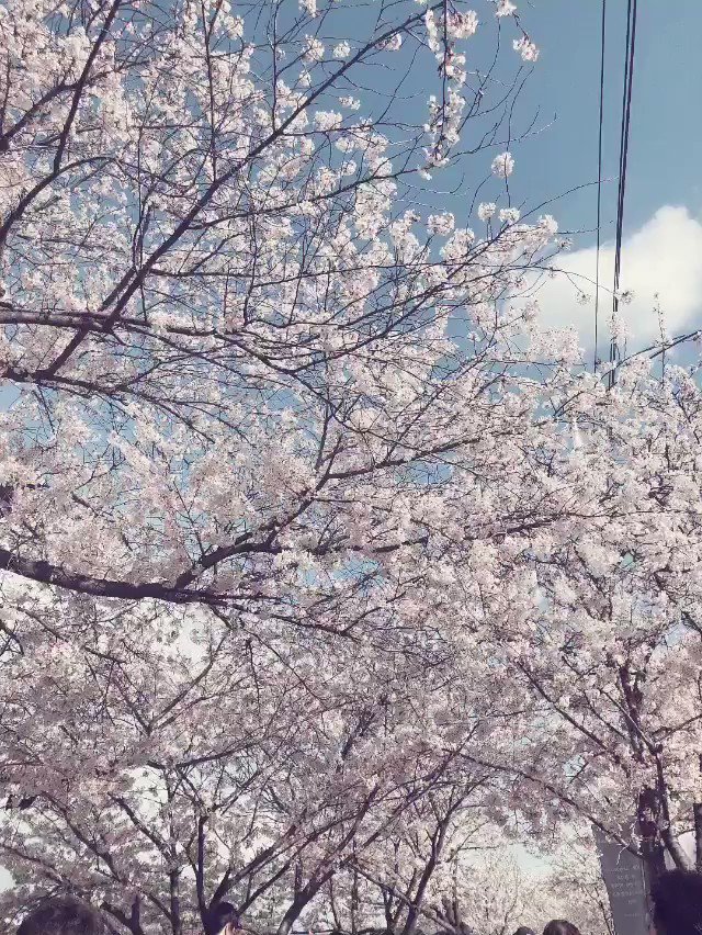 여의도벚꽃축제 영등포 주말에 봄꽃축제 4월 벚꽃이 윤중로 vhdvhdvhd33