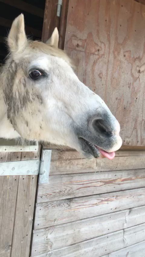 RT @Hopefield_Essex: Happy Sunday from Tori, one of our rescue horses #hereatHopefield! #SundayFun https://t.co/6Iuv7aKXGp