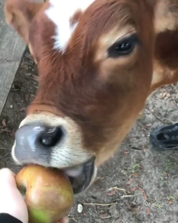 RT @TheHumaneLeague: RT if you would share your apple with a cow! ???????????? https://t.co/8I5jkNyRvH