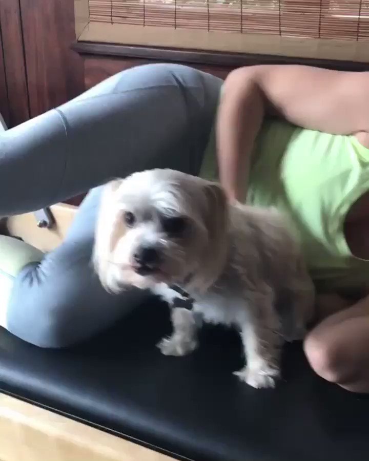 I guess she missed me! Pilates with Widget... 

https://t.co/AZkanfOiks https://t.co/0Ub4M7c6ck