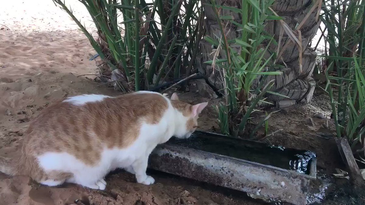まったくもって何ってない、ただシャーロットさんが水を飲んでるなうの動画。 まったくもって何ってない、ただシャーロットさんが水を飲んでるなうの動画。