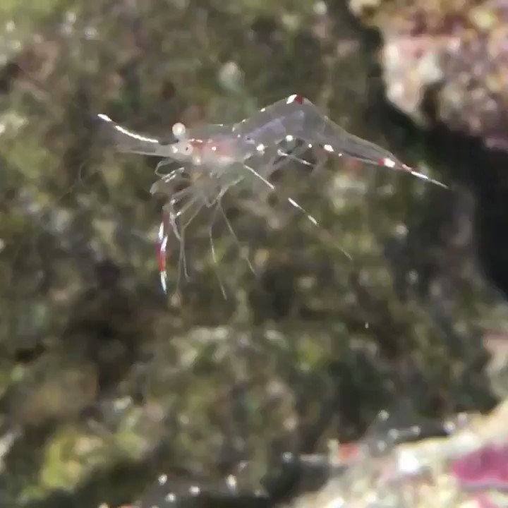 ソリハシコモンエビ「俺たちは食い物か?」#アクアマリンふくしま#ソリハシコモンエビ#攻殻機動隊 #劇場版 #音楽付き動画 ソリハシコモンエビ「俺たちは食い物か?」#アクアマリンふくしま#ソリハシコモンエビ#攻殻機動隊 #劇場版 #音楽付き動画