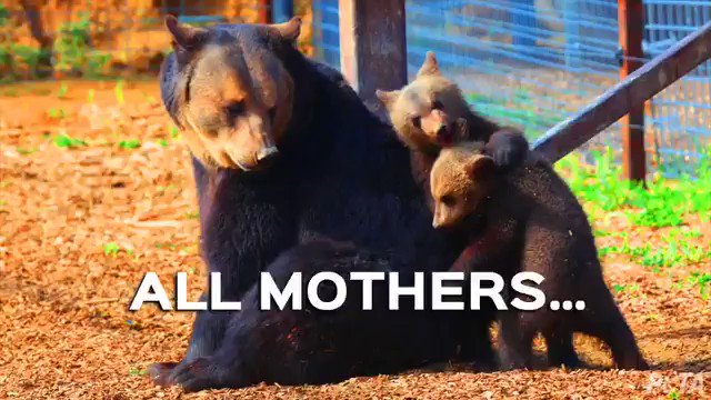 RT @peta: A mother's love is like no other ❤️ Happy #MothersDay to ALL the moms out there! https://t.co/8yRmV1Ifrk