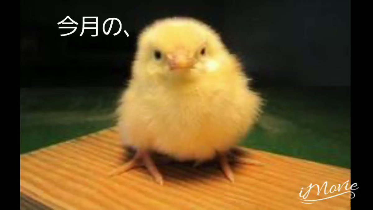 5月24日はカリメロあんどねこぱんち 5月24日はカリメロあんどねこぱんち
