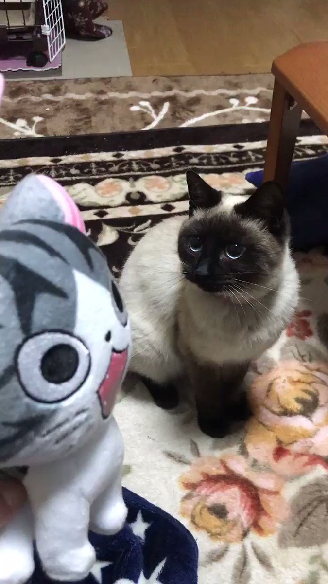 クロエちゃんはとってこいができます♡いつもはお気に入りのおもちゃでやるけど、これはこねこのチーのぬいぐるみ(*´˘`)# クロエちゃんはとってこいができます♡いつもはお気に入りのおもちゃでやるけど、これはこねこのチーのぬいぐるみ(*´˘`)#