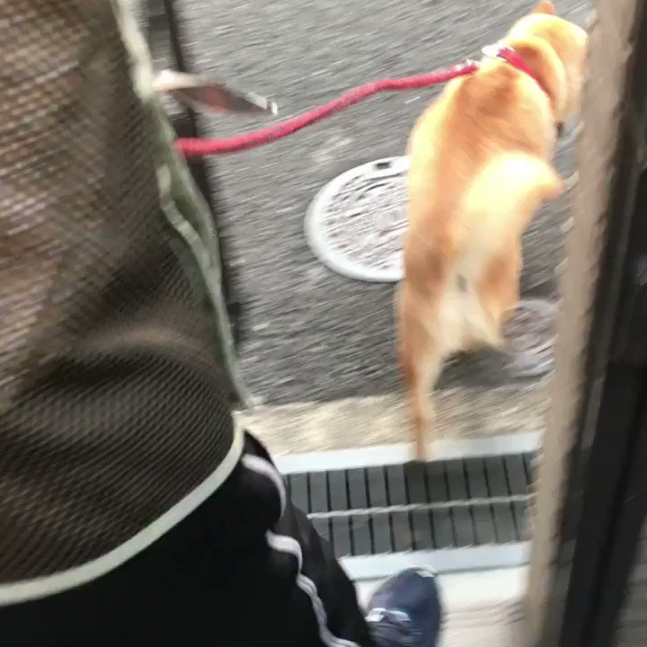 昨日は打ち上げ花火なかったーヤッタ!よーねれたー 昨日は打ち上げ花火なかったーヤッタ!よーねれたー