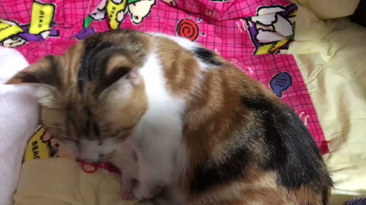 ニャル子のチビ達日々デカくなってくるチビ達母乳の吸い方も力強くなったそれより、短い間でニャル子と信頼関係を構築出来た事が ニャル子のチビ達日々デカくなってくるチビ達母乳の吸い方も力強くなったそれより、短い間でニャル子と信頼関係を構築出来た事が