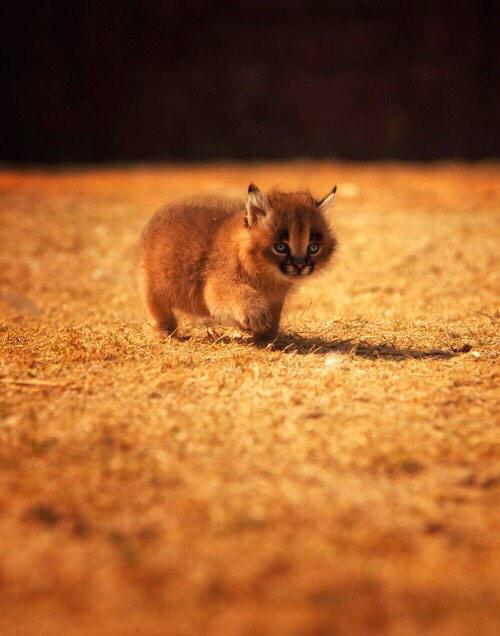 RT @BabyAnimalPics: Why don't more people talk about how cute Caracals are ???? https://t.co/PoL22UzKMq