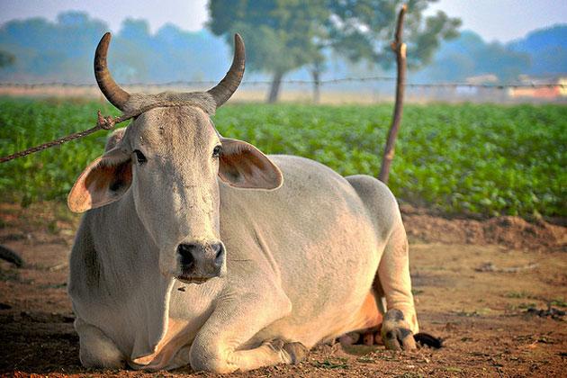 CNN-IBN News: Latest news, Breaking headlines and Top stories in.