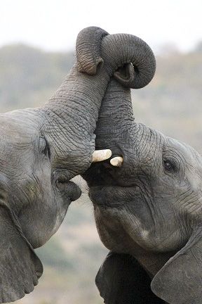 RT @Protect_Wldlife: "Elephant Affection" http://t.co/o7mdwsOAwS
