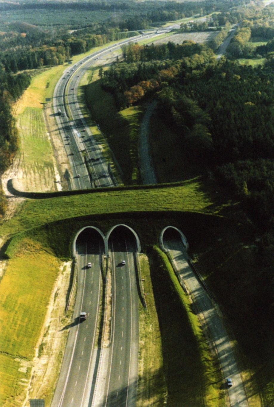 In Holland they build natural bridges for animals to cross the highway without risking their lives. http://t.co/LKrUNlQJxH