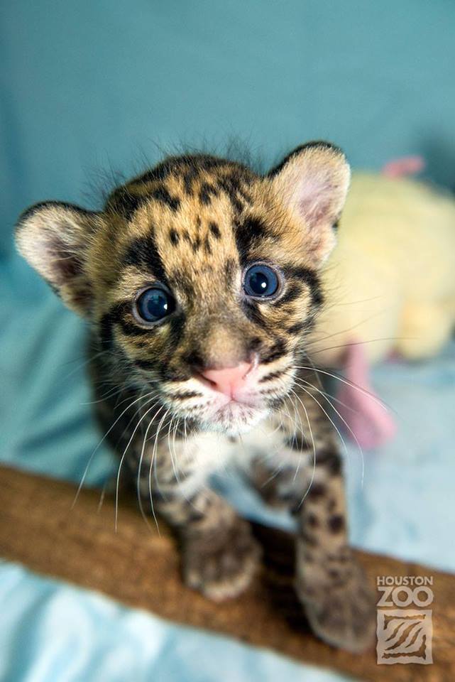 Clouded Leopard cub: http://t.co/NiKYN40MXT