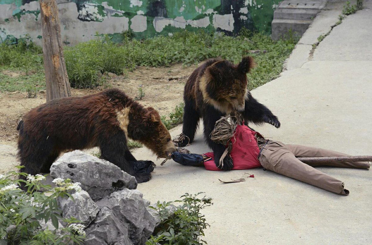 My 2014 photo of year: lazy bears rip apart straw man. the perfect