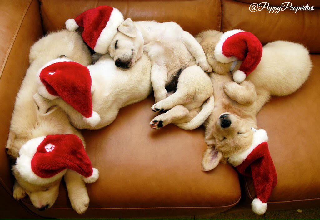 Merry Christmas! ❄️❤️⛄️ http://t.co/qmZ1rQtWxs
