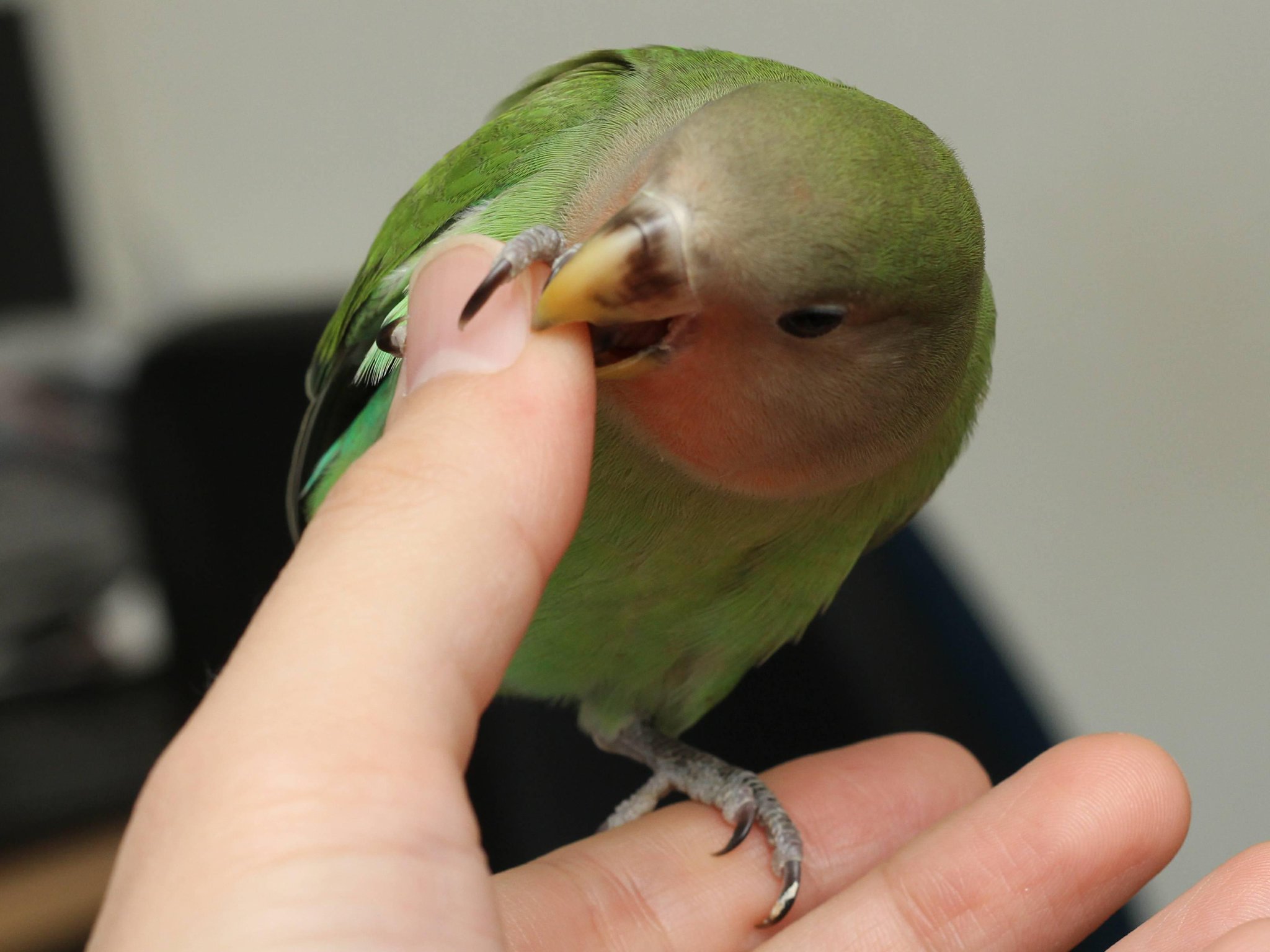 文鳥 In 親指をかじってくるりんごです 甘噛みたとはいえやっぱりインコは文鳥よりも痛いですねc Gt Lt ゞ インコ コザクラインコ 鳥 Photo 写真