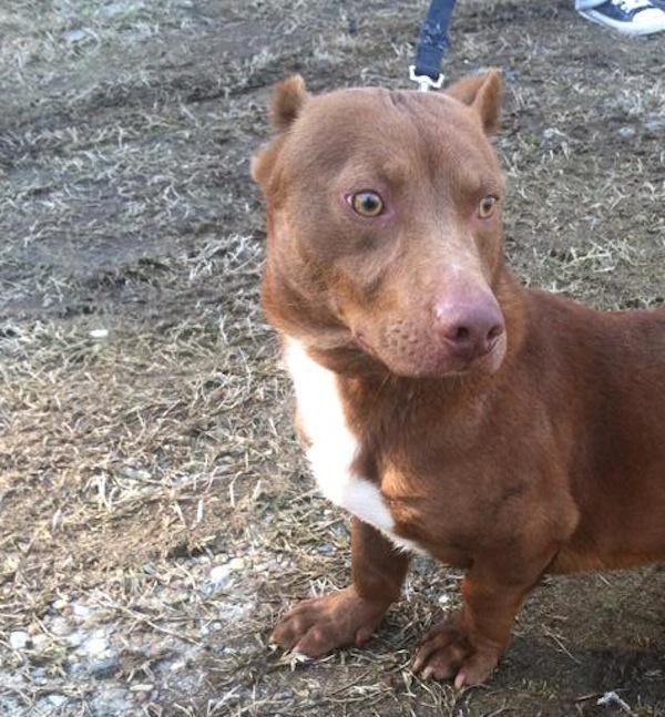 pitbull doxie mix pitbull doxie mix
