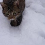 neige morvan