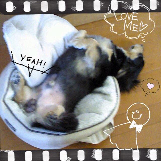 今日のちょっぴーおじさん(zzZ)頭に血のぼらんのかな?(´・ω・;;)by西 #洲崎西 今日のちょっぴーおじさん(zzZ)頭に血のぼらんのかな?(´・ω・;;)by西 #洲崎西
