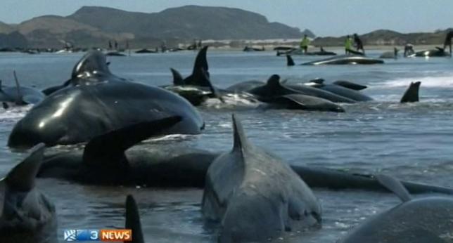 Unas 200 ballenas piloto varadas en Nueva Zelanda. Algunas podrán ser devueltas al mar. ▶ http://t.co/zVlhHFvPui
