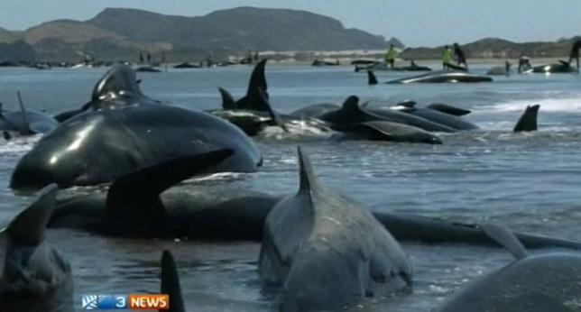 Unas 200 ballenas piloto varadas en Nueva Zelanda. Algunas podrán ser devueltas al mar. ▶ http://t.co/zVlhHFvPui 