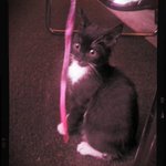 Kitten