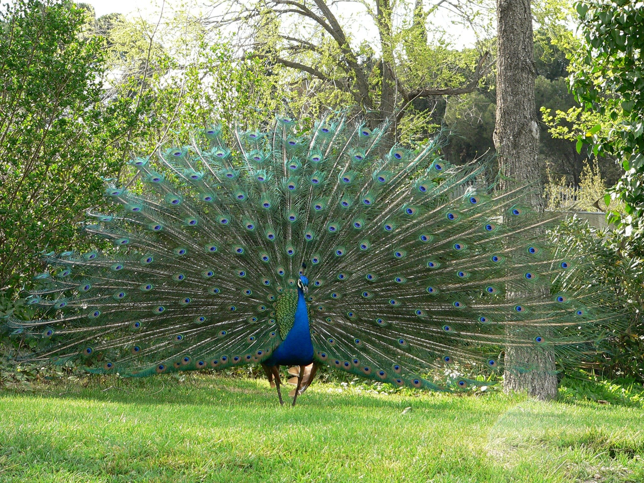 Pavo real abriendo sus plumas. http://t.co/k2ymTkEo