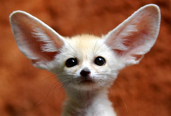 Baby desert fox. http://t.co/CVeH2n5GOy