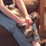 #CatLady