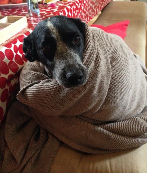 Poor Cookie is a bit cold after her walk 