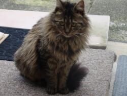 Bron: kat_vermist