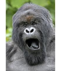 RT @_BatGrill: @opfuk Yep bed calling. Nighty night http://t.co/qi9ghYcd4W