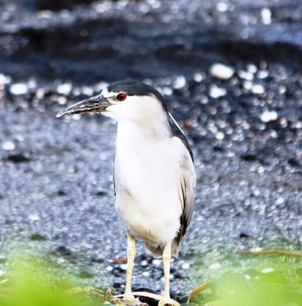 Aloha from paradise...Our resident black crowned night heron is wishing you all a happy Labor Day! http://t.co/mRrH18sbAE